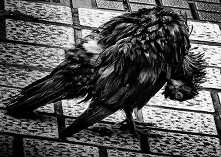 Record no.36 (signed)