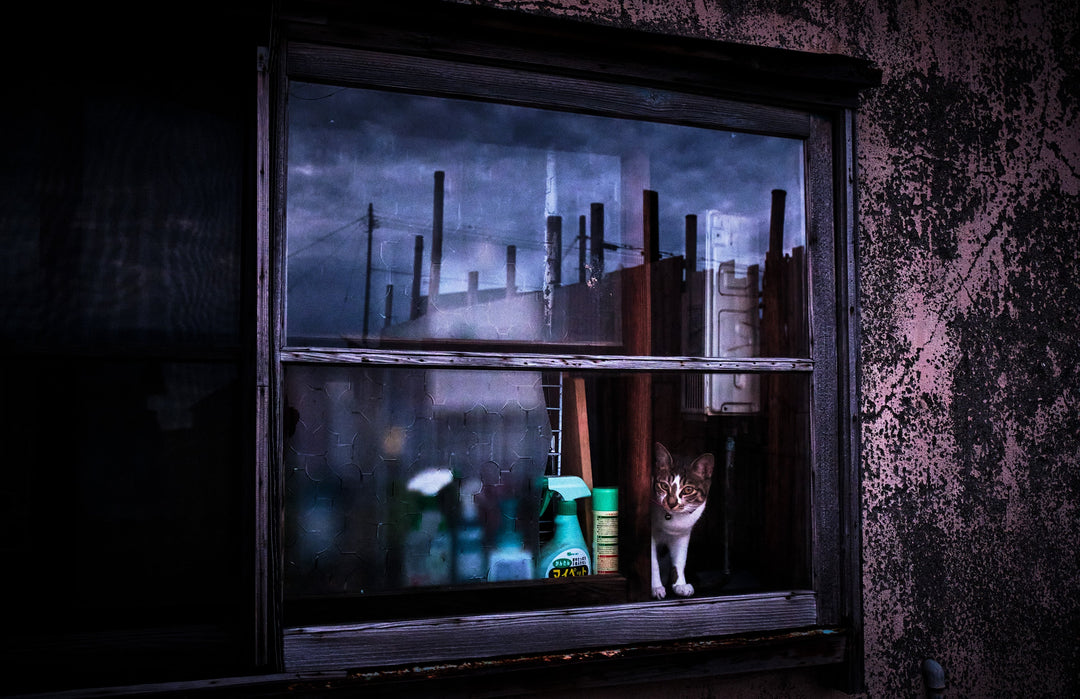 Into the Silence (with cat print) by Yasuhiro Ogawa