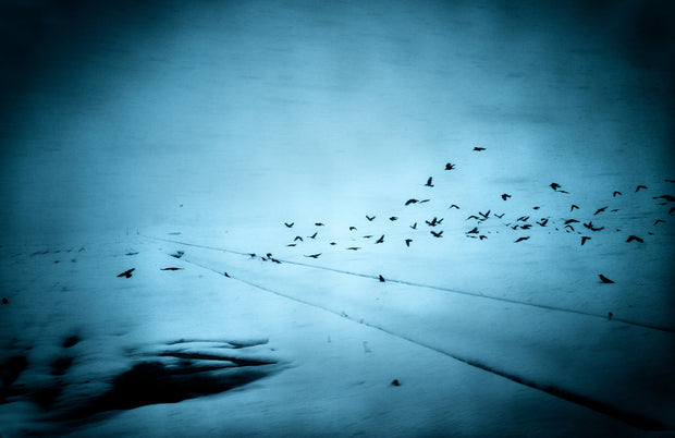 Into the Silence (with birds print)