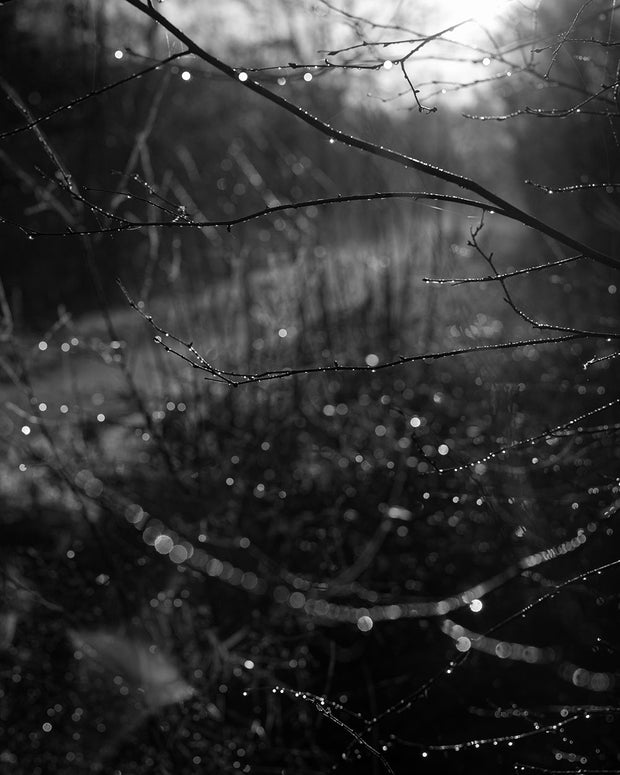 Reverie (signed) pre-order