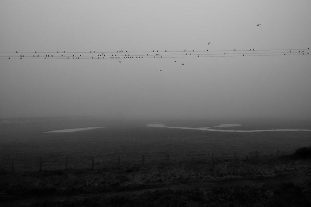 Reverie (signed) pre-order