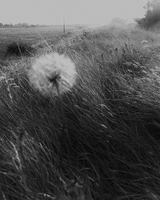 Reverie (signed) pre-order