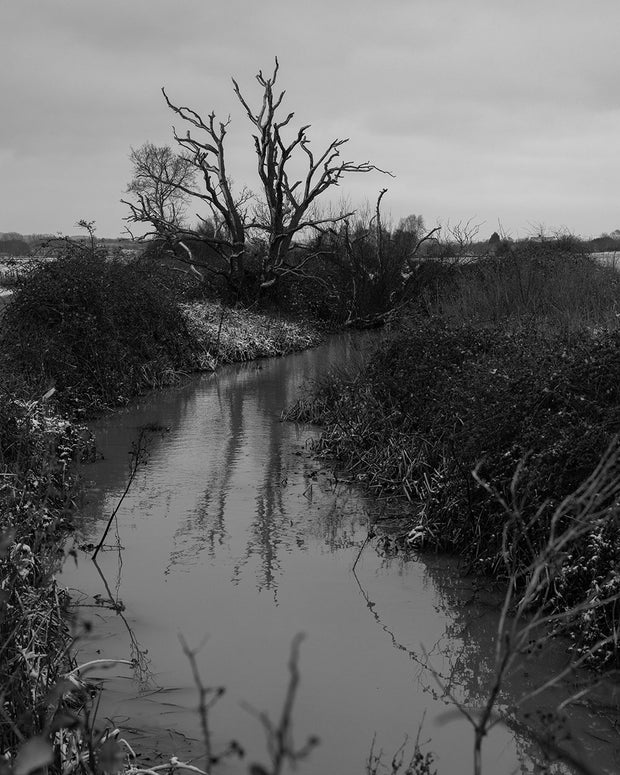 Reverie (signed) pre-order