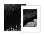 Reverie (signed) pre-order