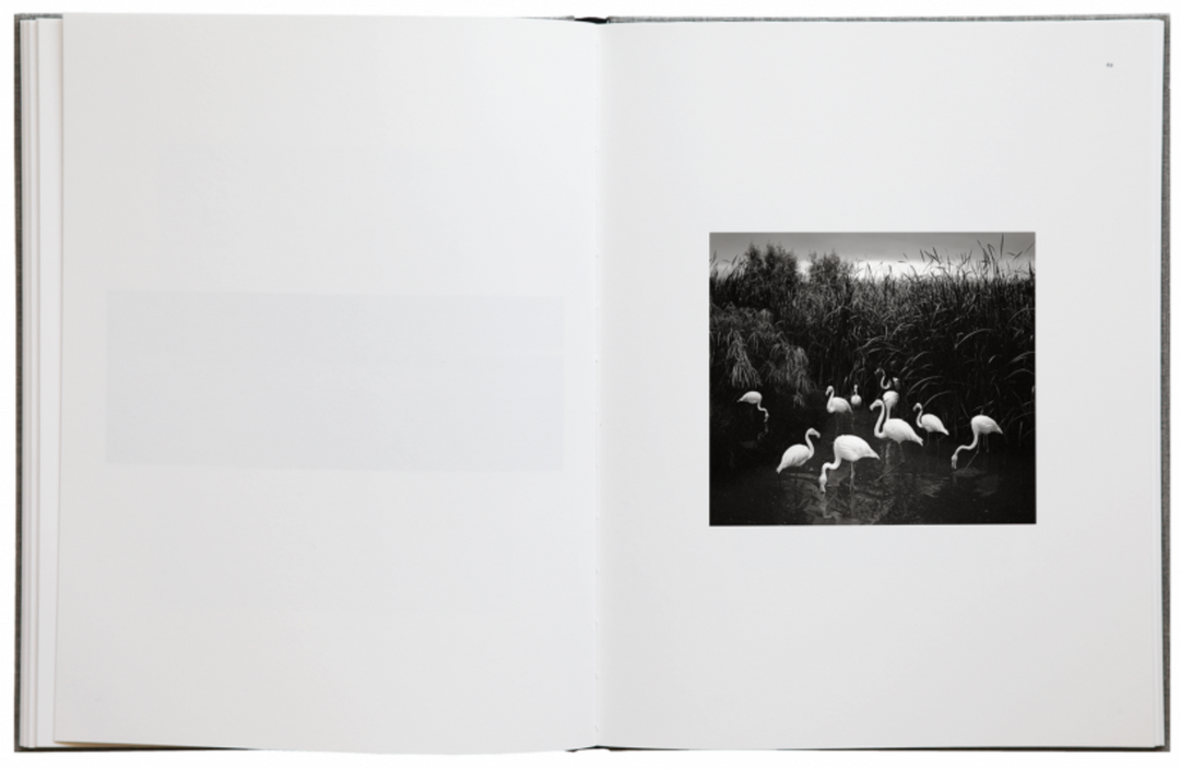 Pentti Sammallahti Des Oiseaux 写真集 鳥 Des oiseaux photobook by Pentti Sammallahti – Photobookstore