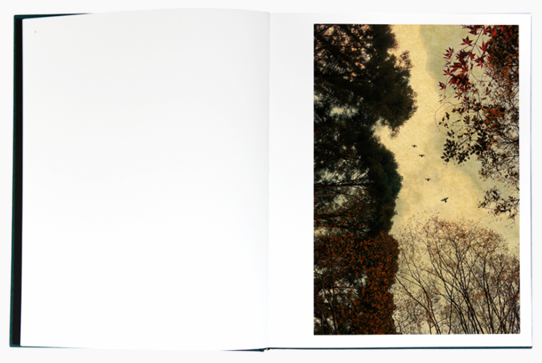 Des oiseaux photobook by Albarrán Cabrera – Photobookstore