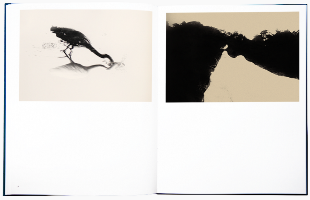 Des oiseaux photobook by Albarrán Cabrera – Photobookstore