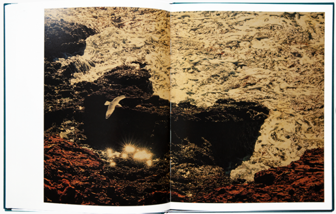 Des oiseaux photobook by Albarrán Cabrera – Photobookstore