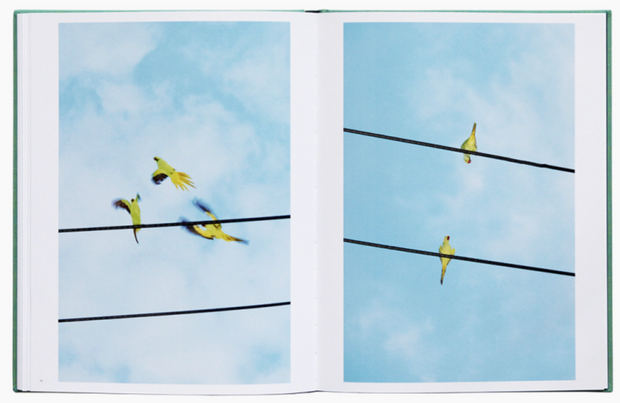 Des oiseaux (Yoshinori Mizutani)