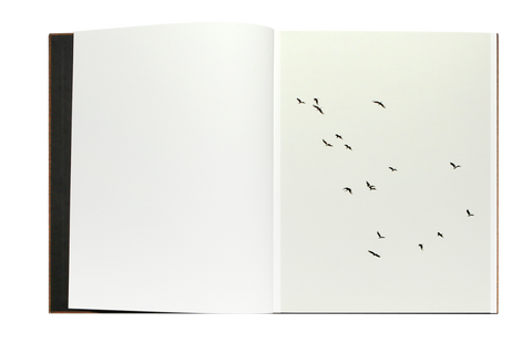 Des Oiseaux (Paolo Pellegrin)