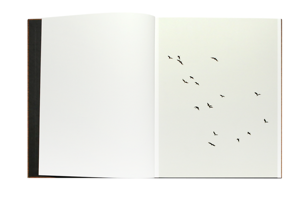 Des Oiseaux (Paolo Pellegrin)